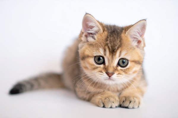 WHY DOES MY CAT HAVE DRY OR FLAKEY SKIN?