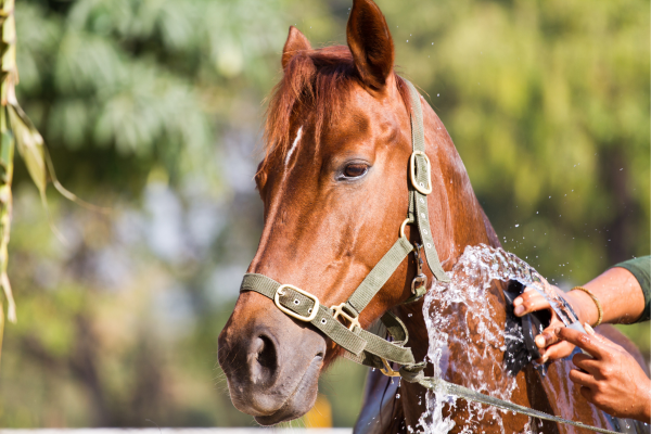 How Do I Care for a Mare’s Udder Properly?