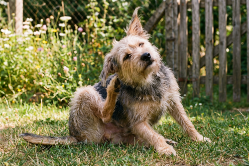 Why is my Dog Constantly Scratching and Itchy?