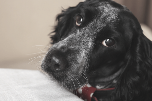 Why is my dog's nose dry and cracked?