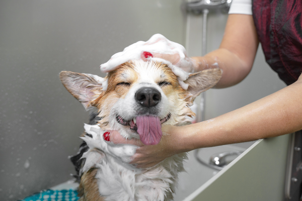 How Often Should You Wash a Dog?