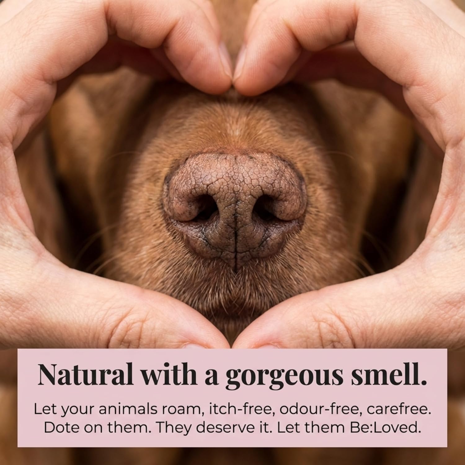 Be:Soft – Natural Dog Nose Balm & Dog Paw Balm - Moisturising & Soothing for cracked paws and noses
