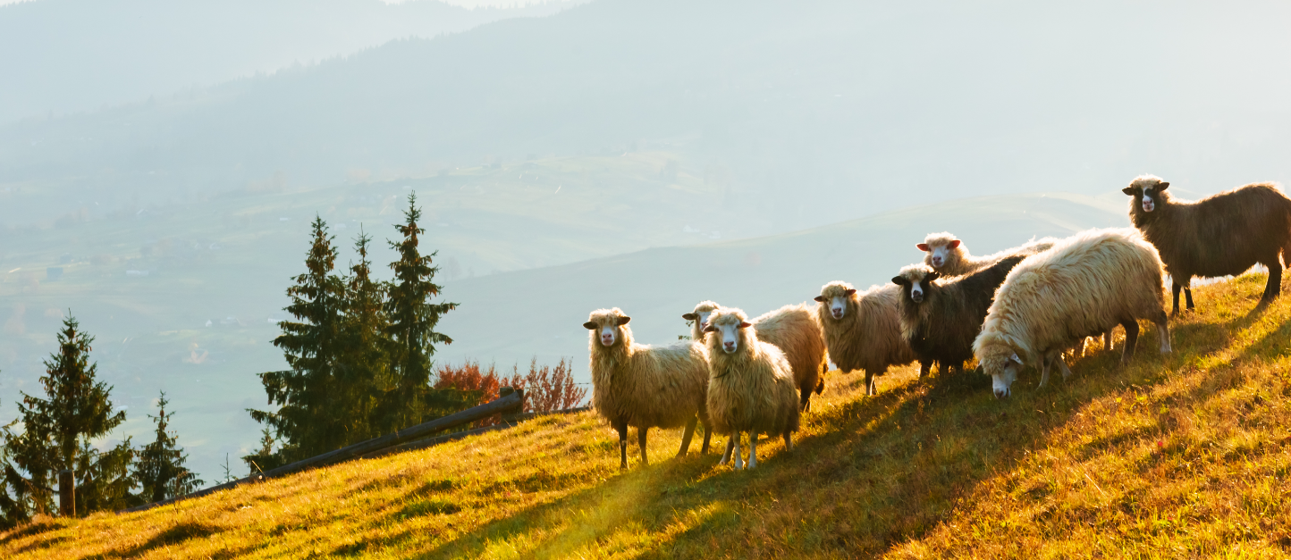 A heard of sheep on grassy mountains with trees in the background.