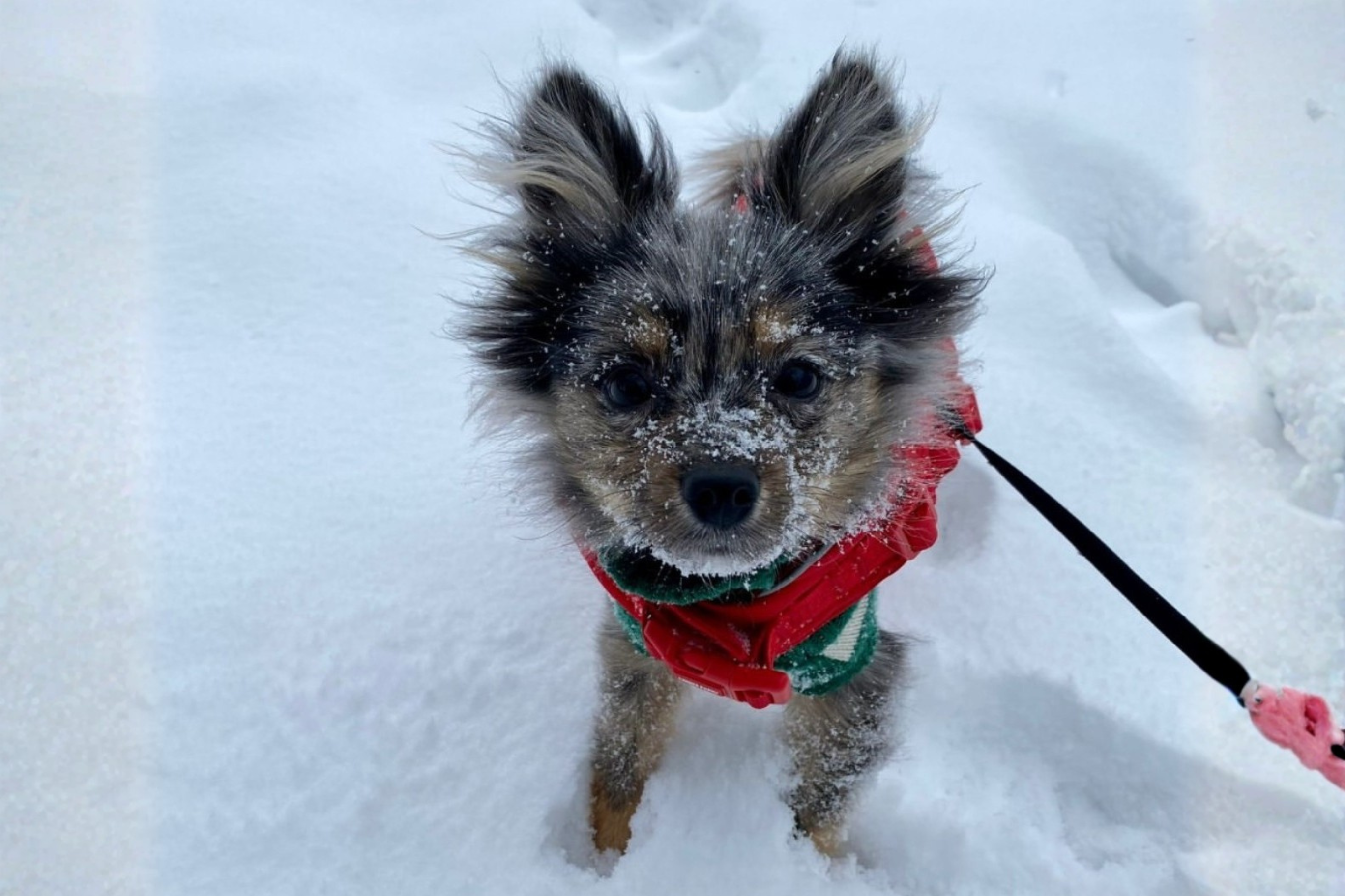 Keep Your Dog’s Paws Safe from Salt and Ice This Winter