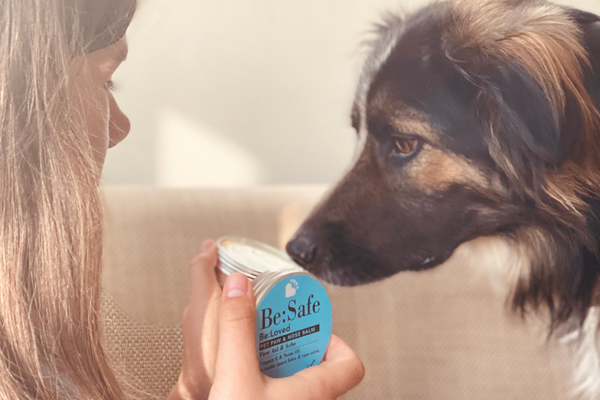 Should a dog's nose be wet or dry?