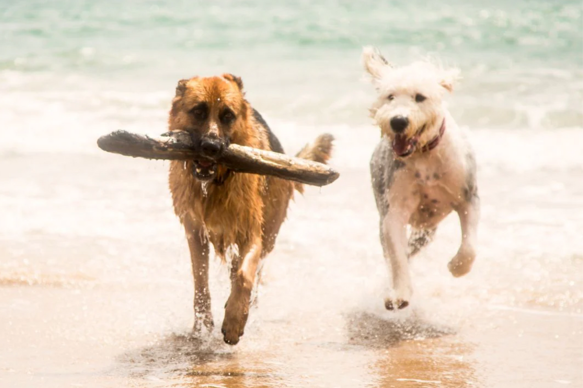 10 Ethical & Sustainable Doggy Summer Essentials