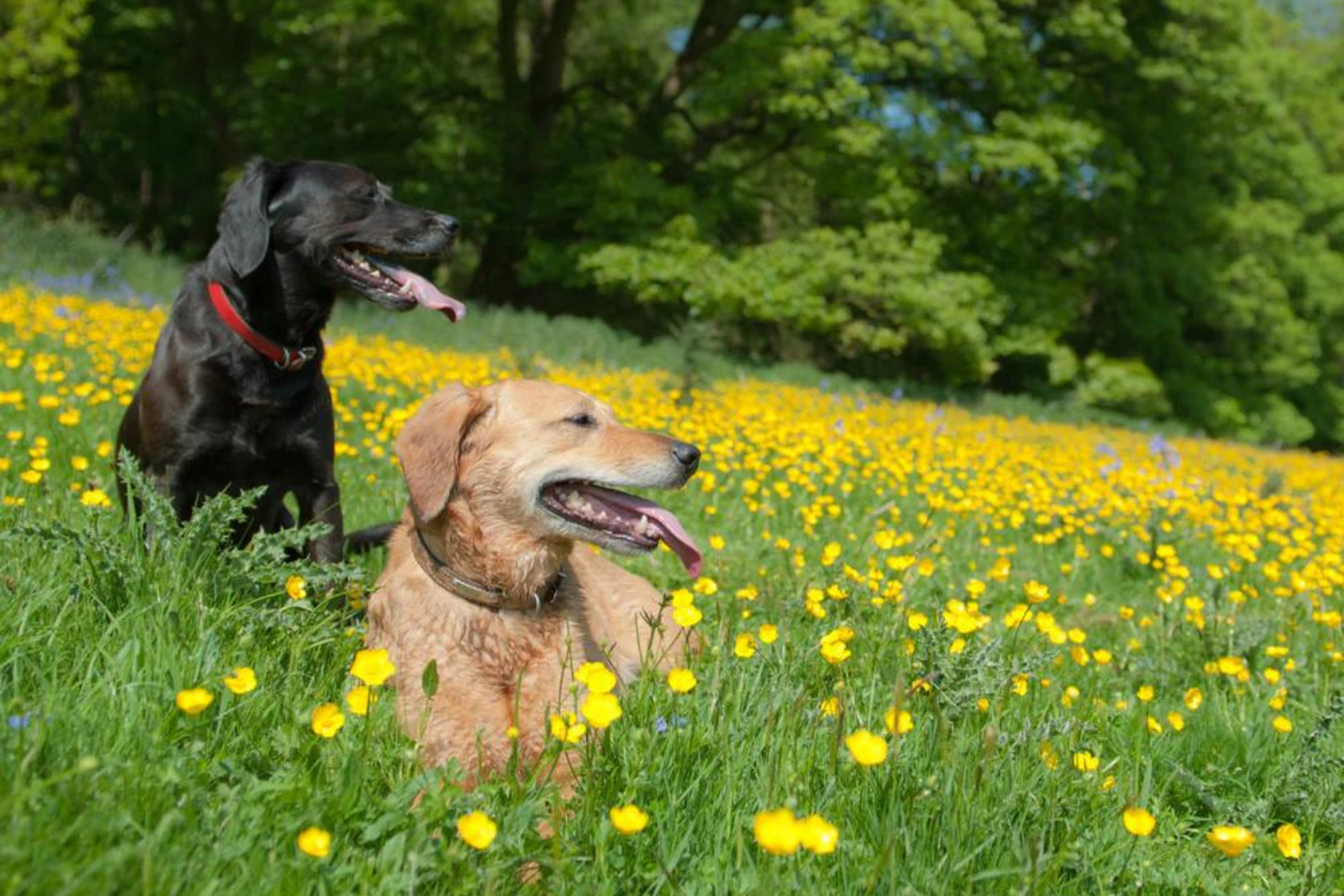 Dogs laying in a field enjoying the sun