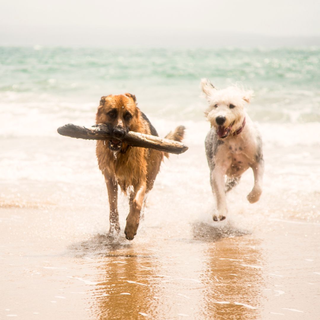 Dogs running on the beach