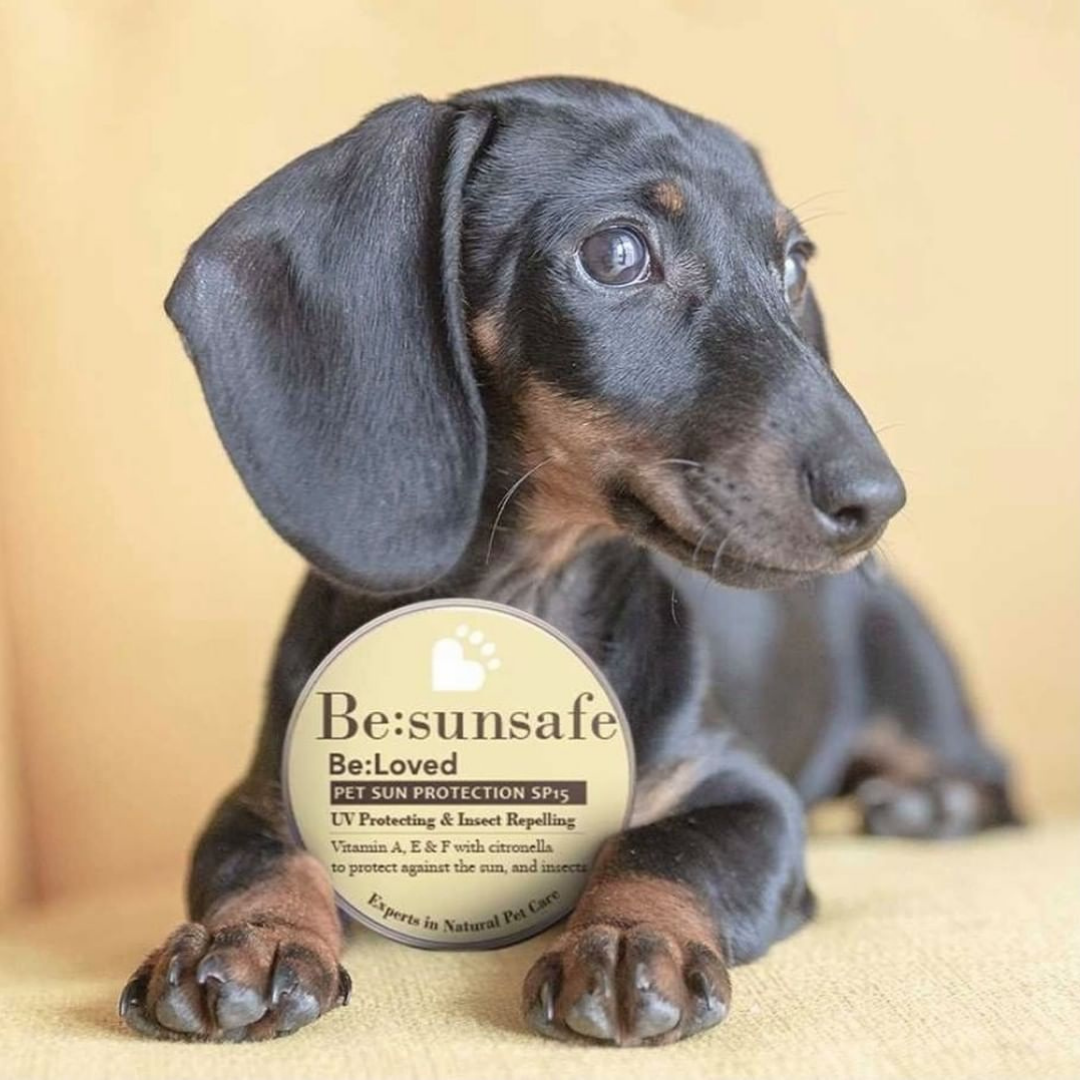 Dachshund dog holding our Be:sunsafe product between its paws