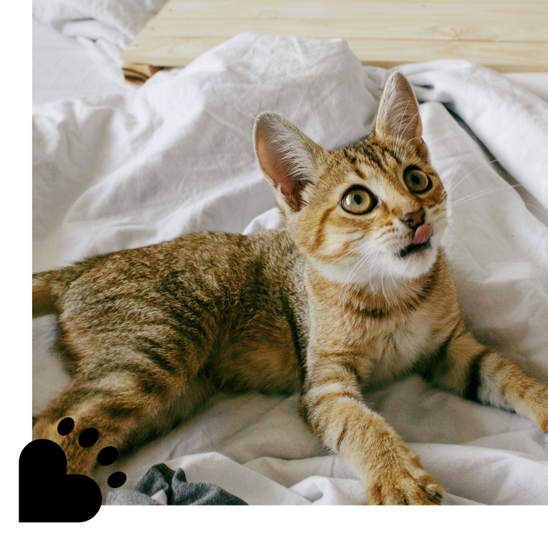 A striped cat lying amongst bed sheets with the Be:Loved heart shaped paw print logo on the left side of the image.