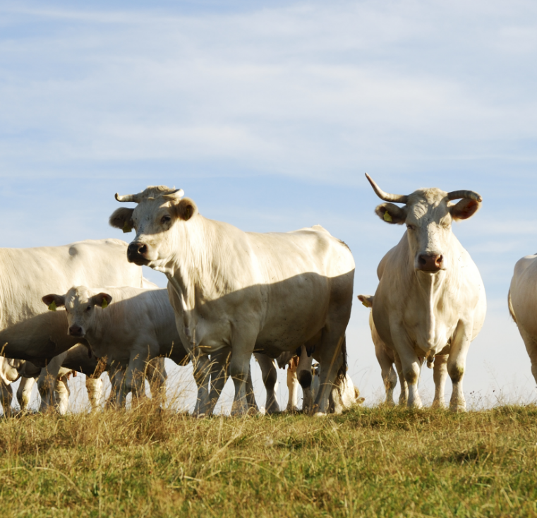 A herd of cows in a field.