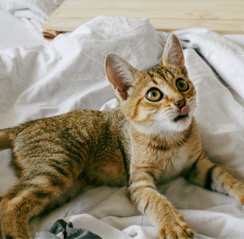 A small, striped cat lying amongst bed sheets looking upwards with its tongue sticking out.