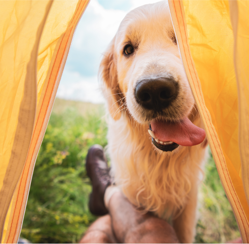 The view from looking out of a yellow tent with a dog trying to enter.